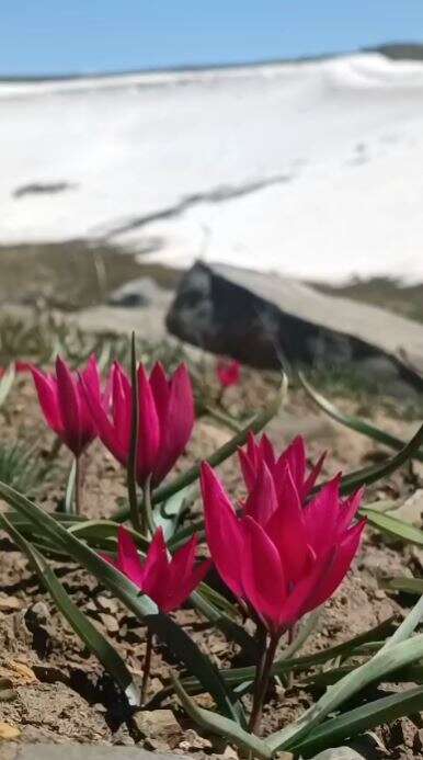 Konya’da doğa canlandı, kartpostallık bahar manzaraları çıktı 9